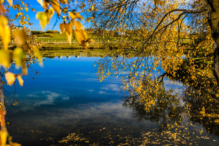 一抹金黄最深秋