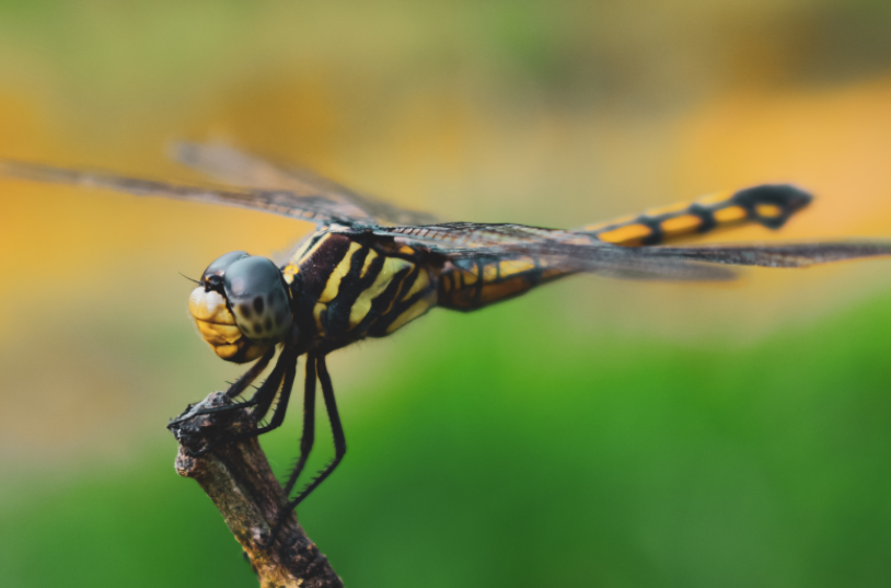 辞别蜻蜓