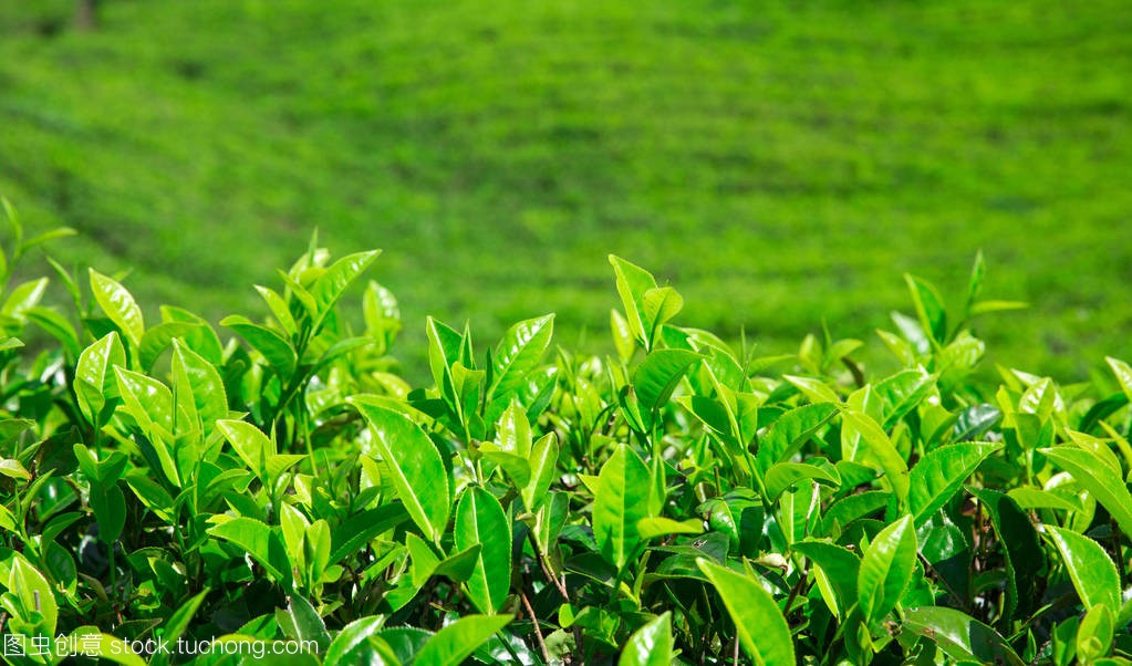 汉中仙毫 汉中仙毫