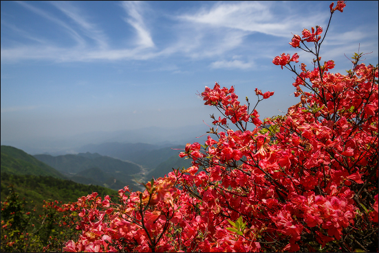 山丹丹花开红艳艳