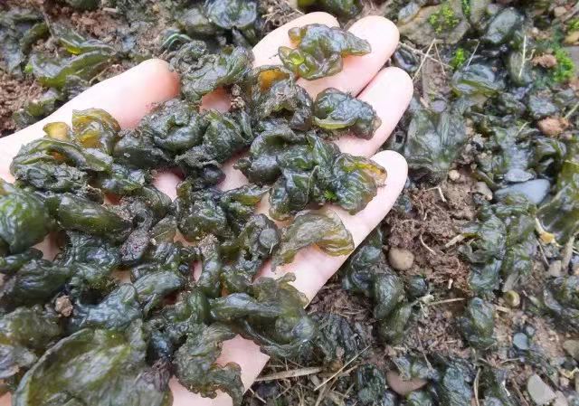 捡拾地软 捡拾地软