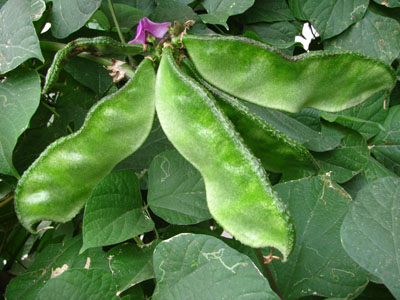 篱笆墙边的眉豆 篱笆墙边的眉豆