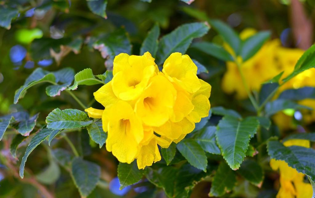 风雪中绽放的那朵黄花