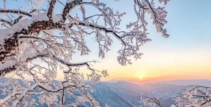 阳光下的“白精灵”