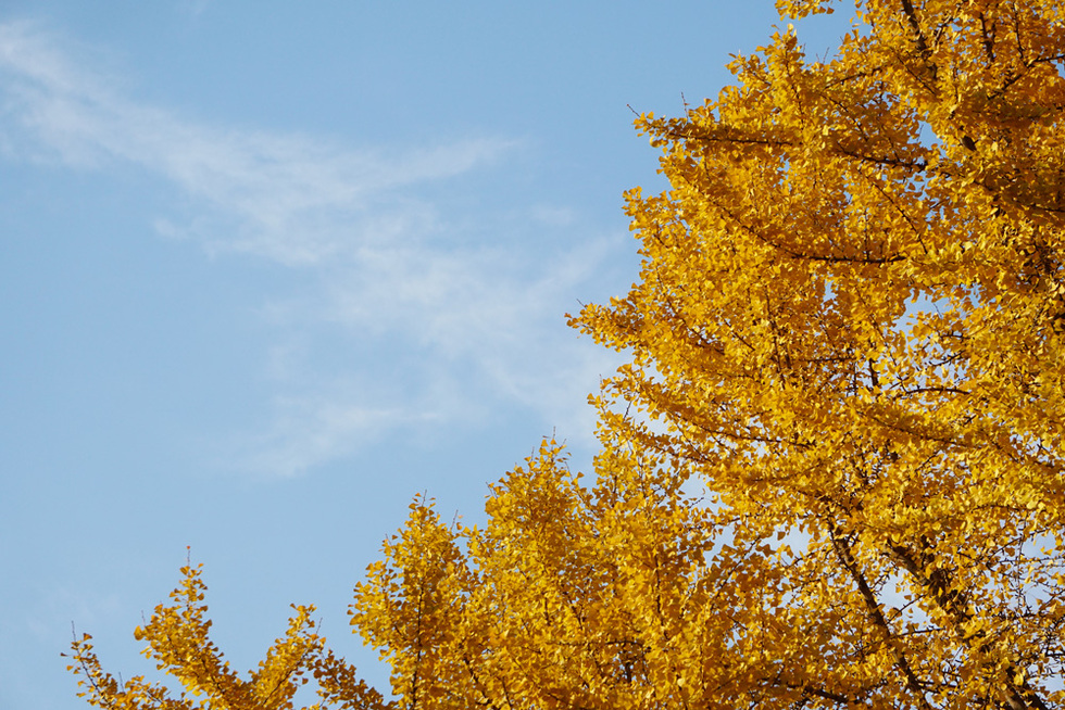 深秋的人生修行 深秋的人生修行