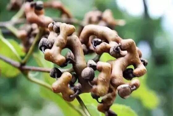 拐枣的记忆 拐枣的记忆