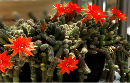 一花一世界，一叶一菩提