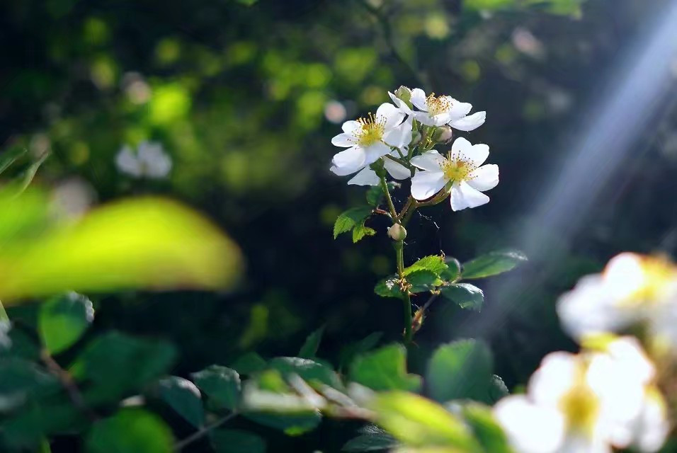 汉钢不止适合思念，更适合遇见