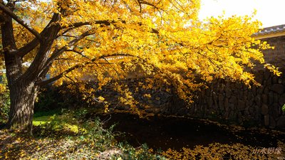 记忆深处的银杏树