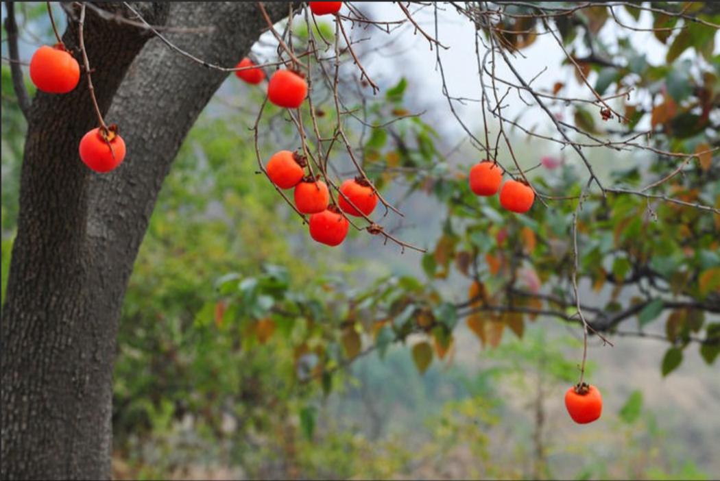 院子里的柿子树