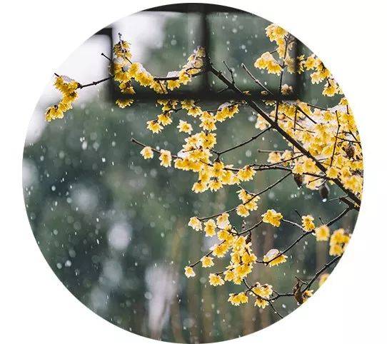 大雪渐寒，岁暮清欢