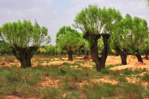 记忆陕北·分树