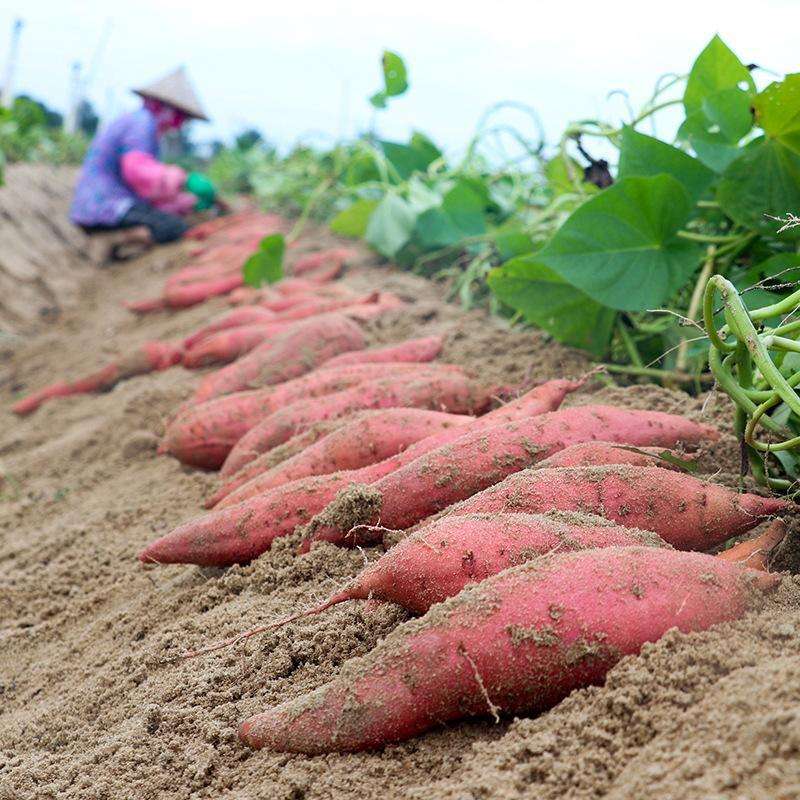 淡淡乡愁   悠悠美味