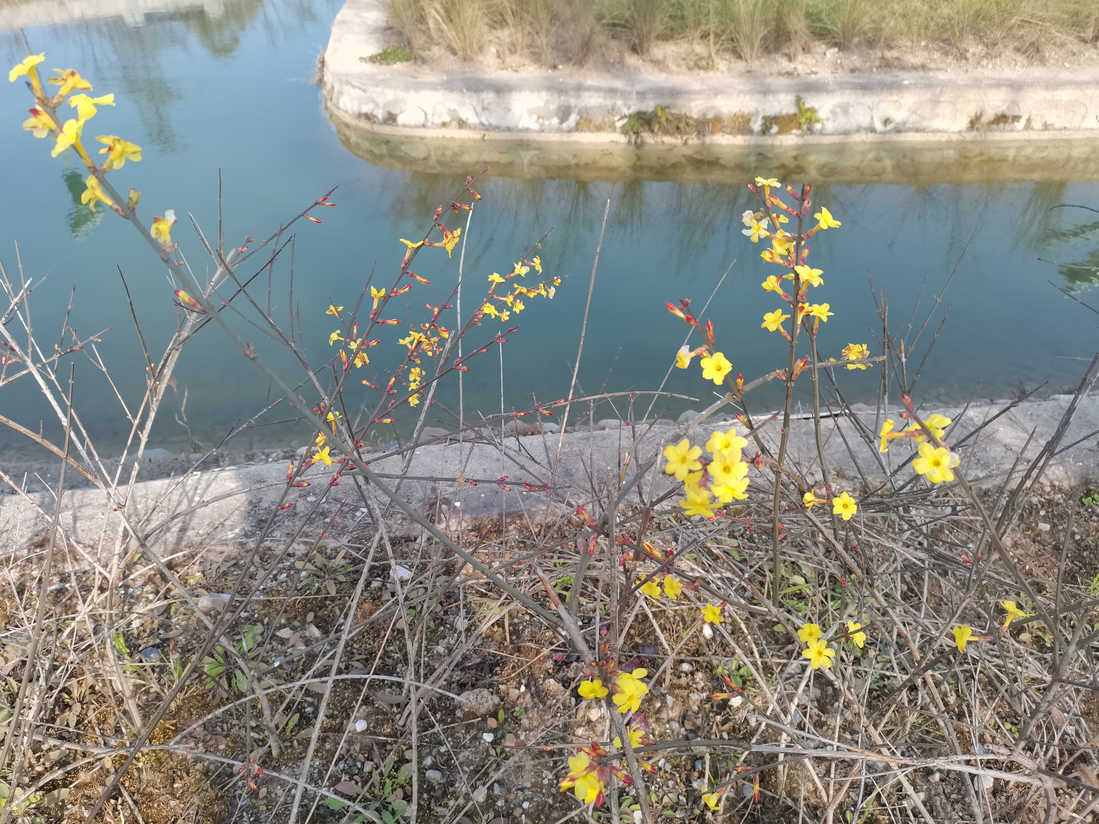 冬日里盛开的迎春花