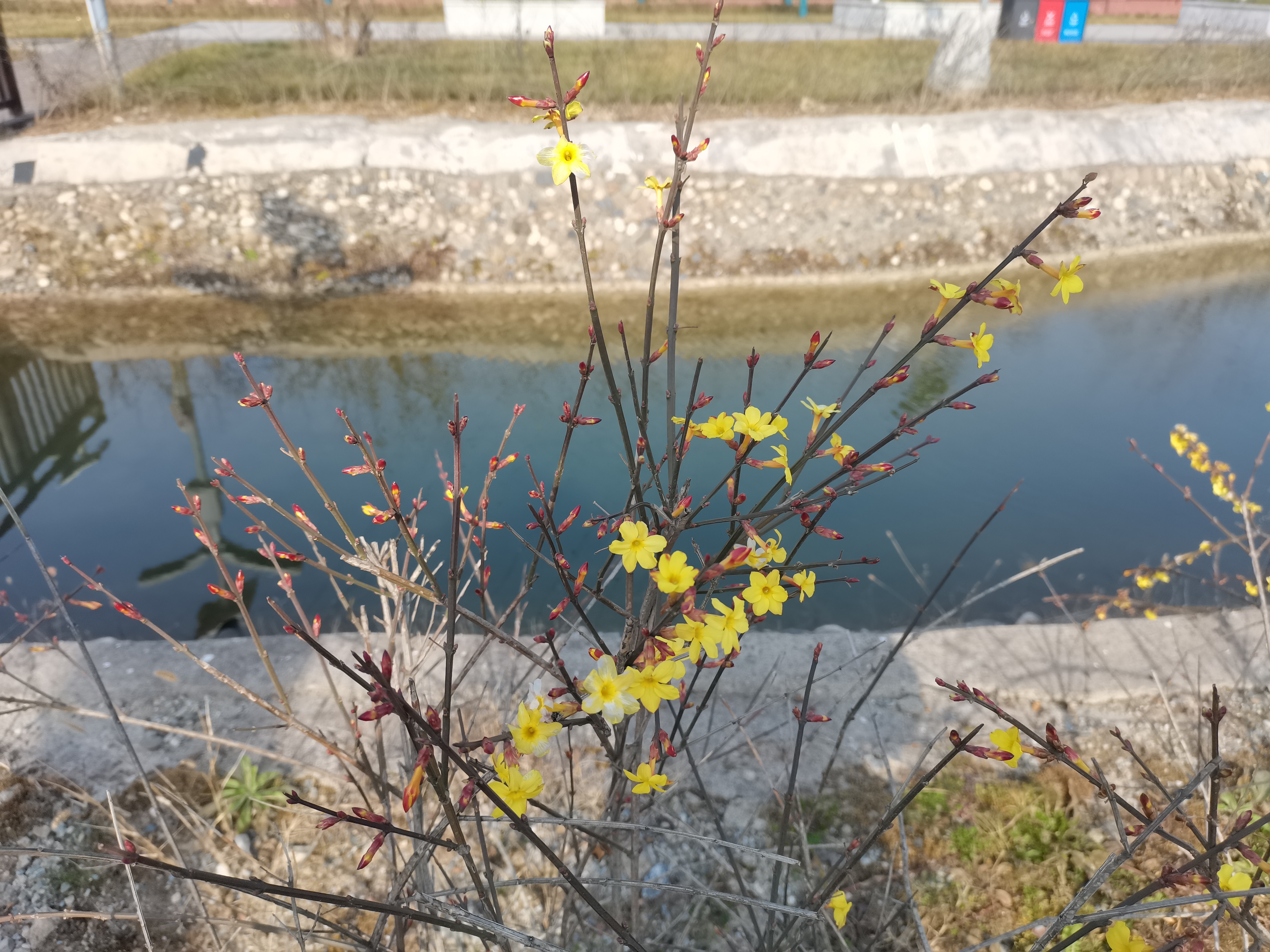 冬日里盛开的迎春花