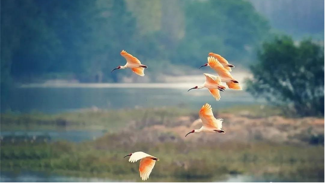 朱鹮为邻 朱鹮为邻