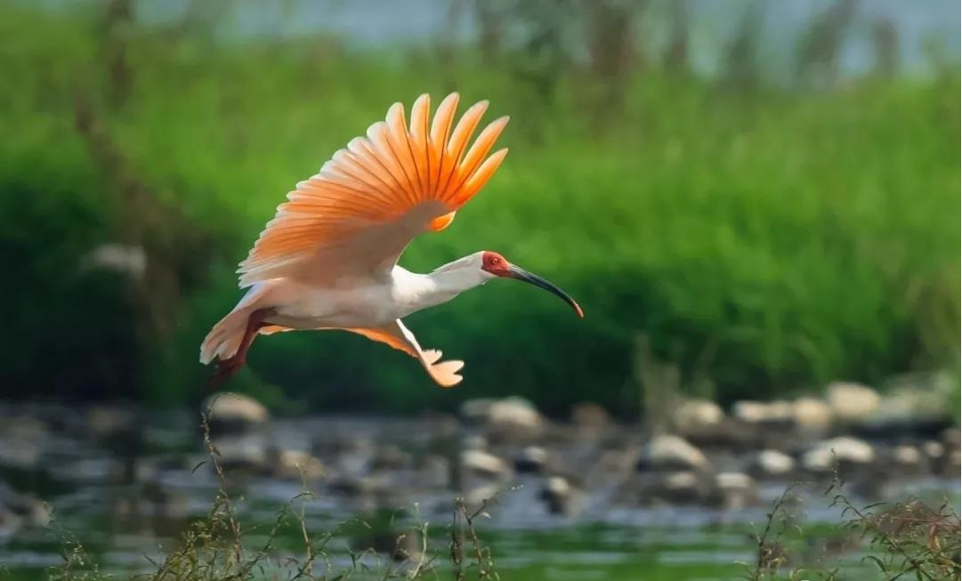 朱鹮为邻 朱鹮为邻