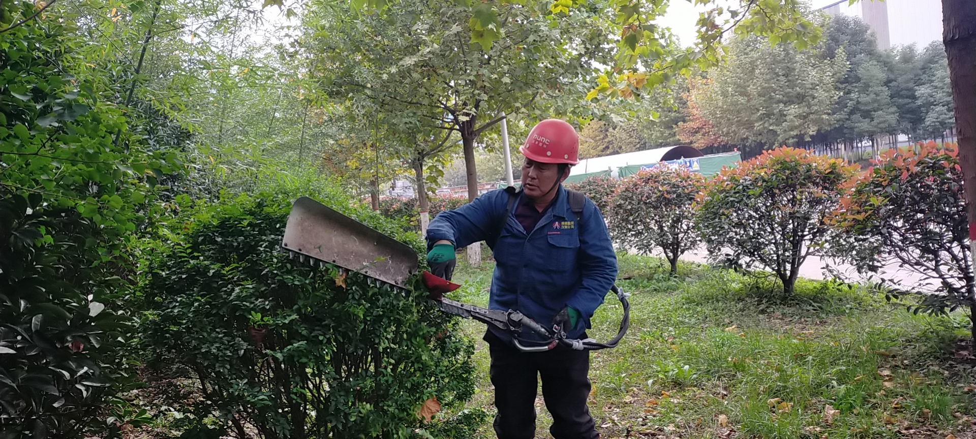 冬去春来，绿化工作从未停歇只为汉钢更美