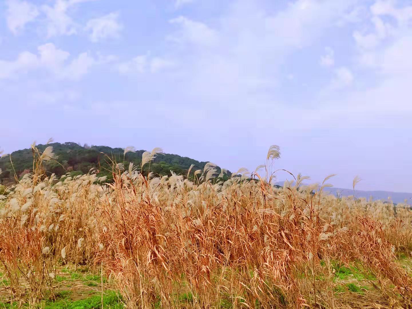 时光中的芦苇 时光中的芦苇