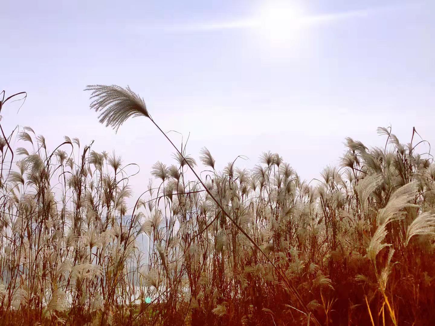 时光中的芦苇 时光中的芦苇