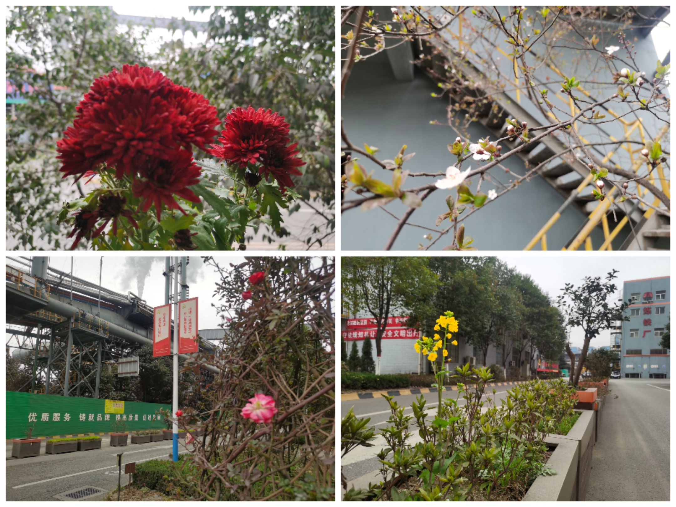 “碳”寻未来，让生态之花开满钢城