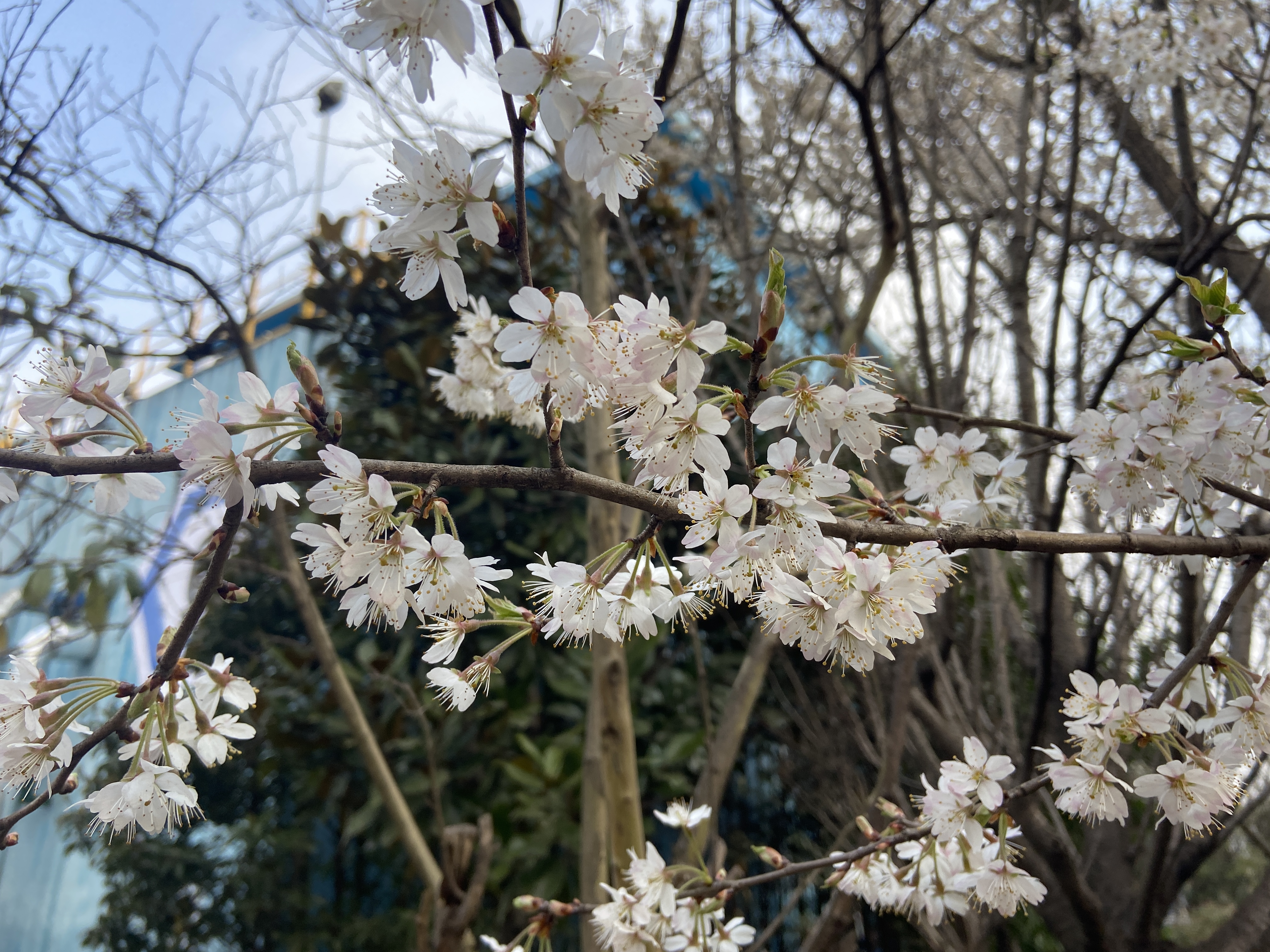 春风吹绿十里钢城 春风吹绿十里钢城