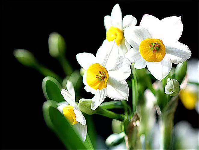 水仙花开