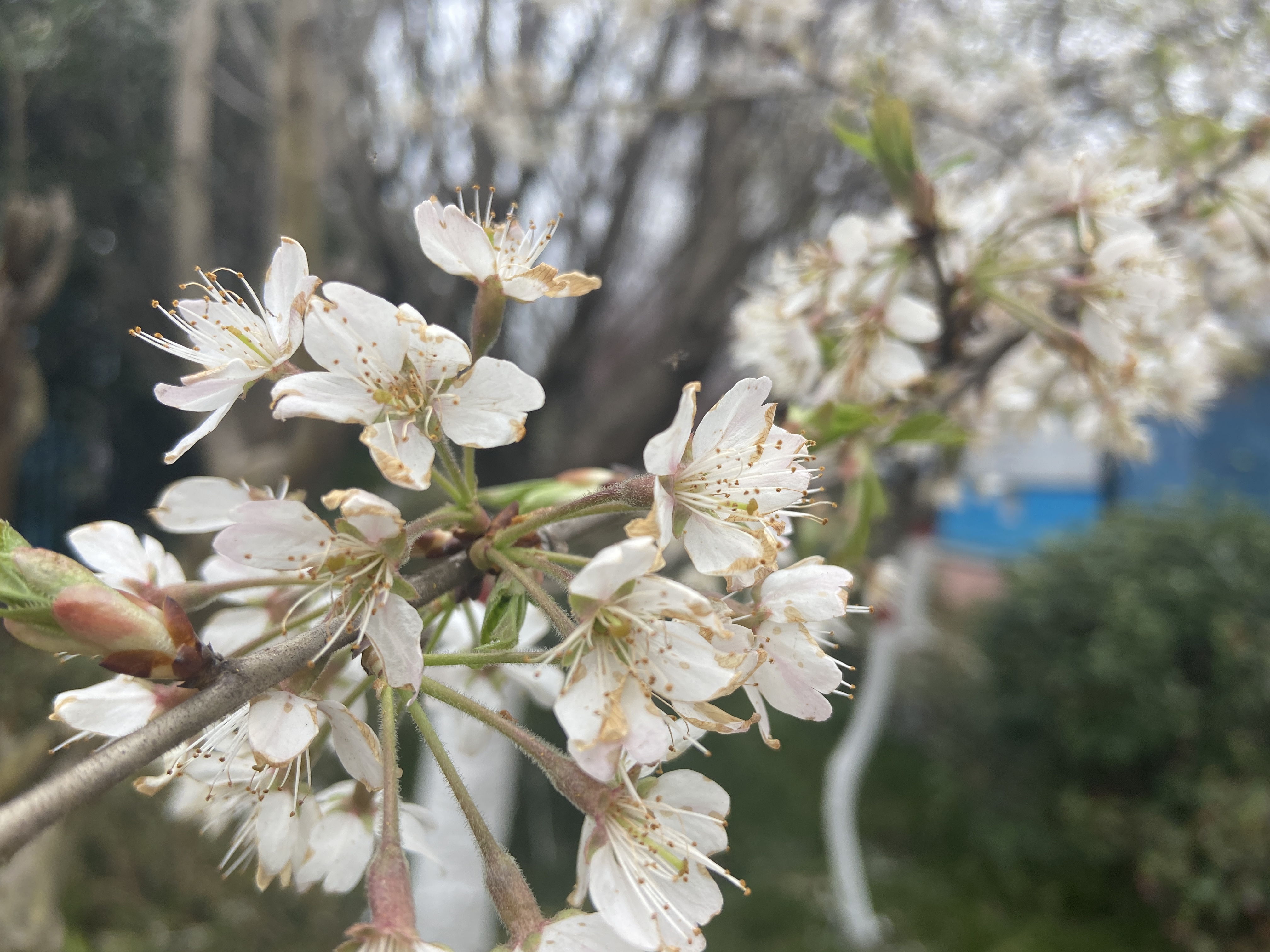 几处早樱争春光