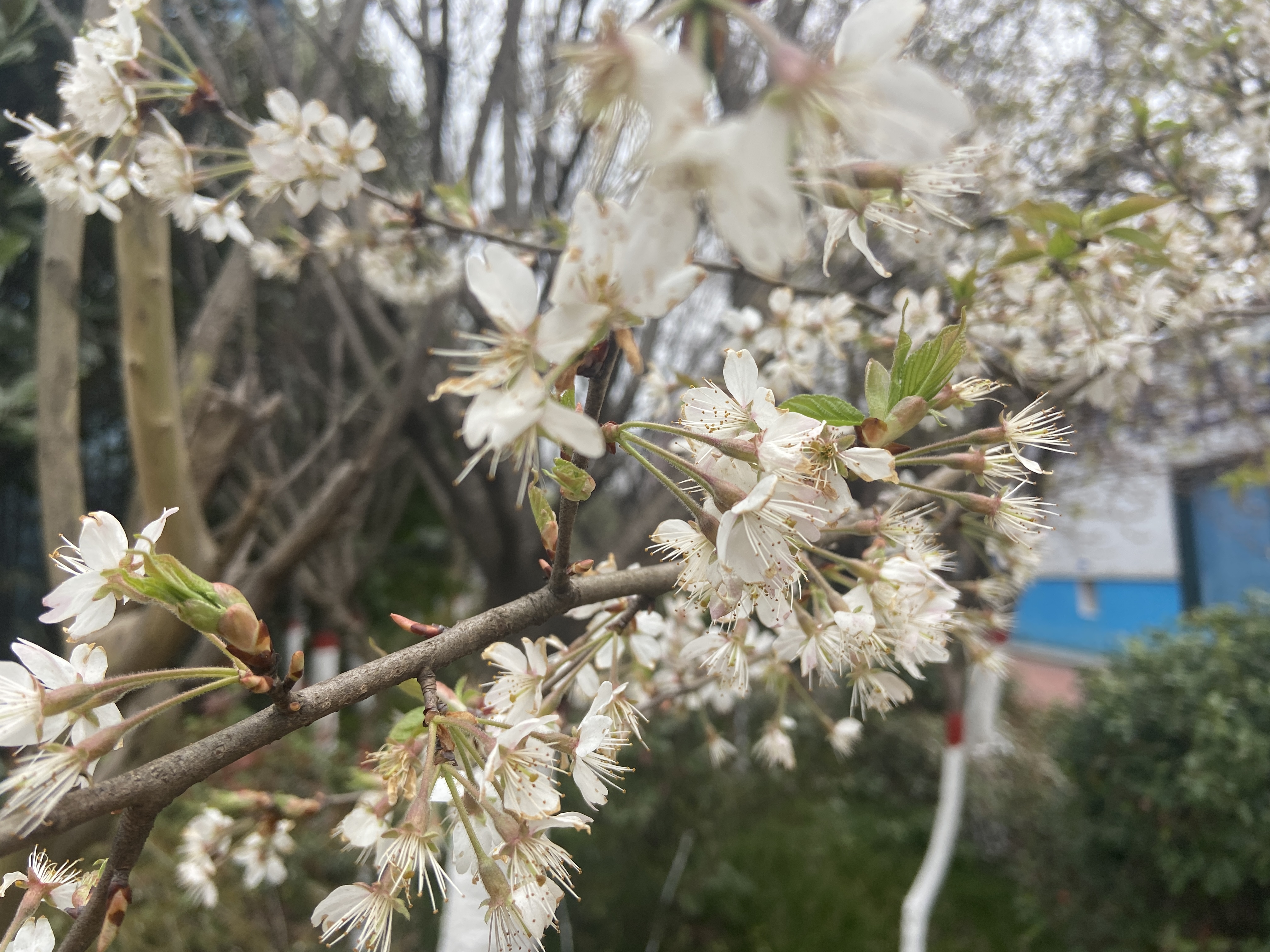 几处早樱争春光