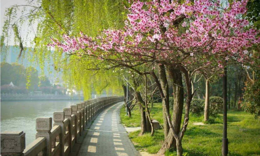 春季到来,花季盛开,三月撩人时节 春季到来,花季盛开,三月撩人时节