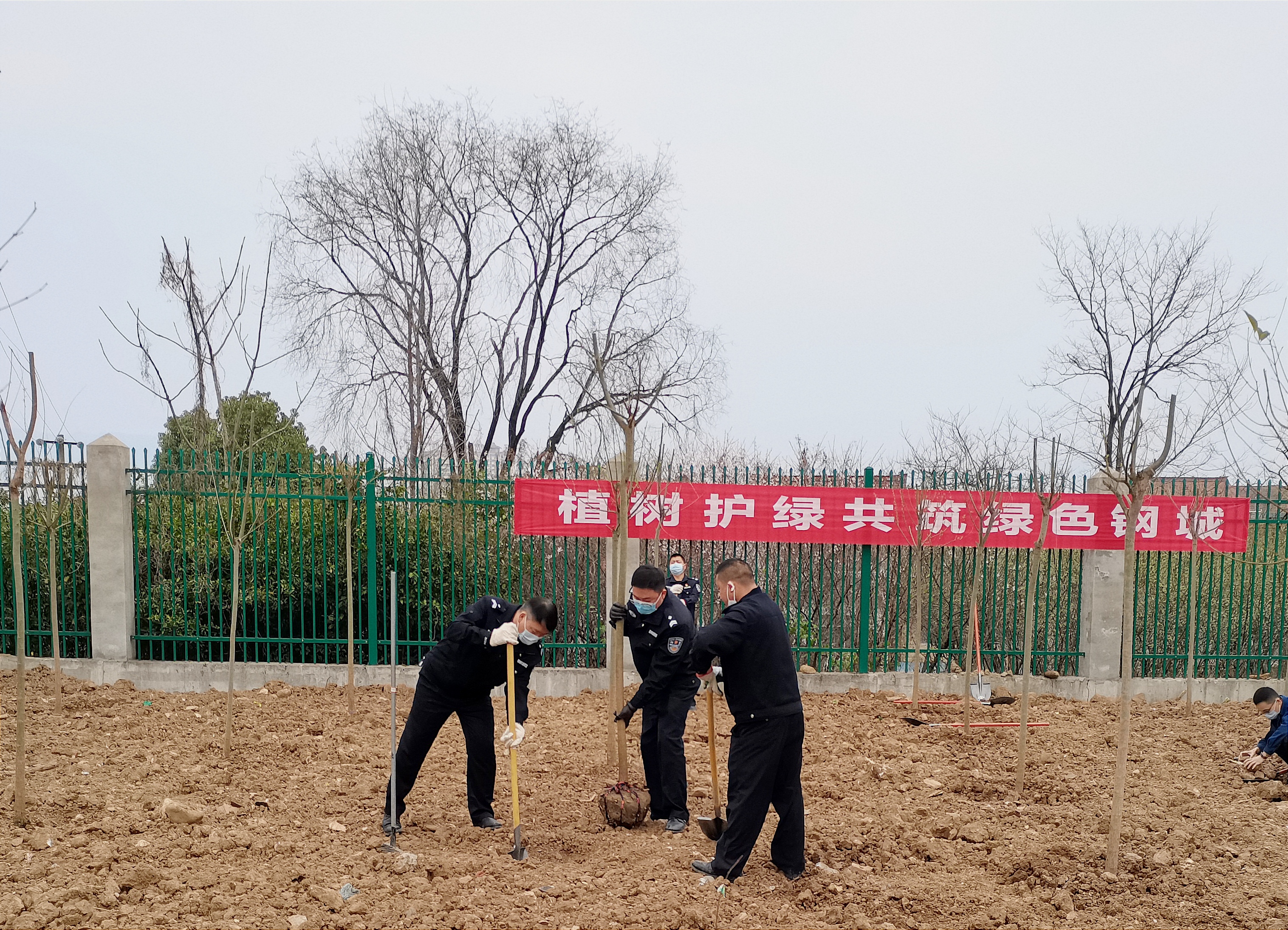 钢城植树记