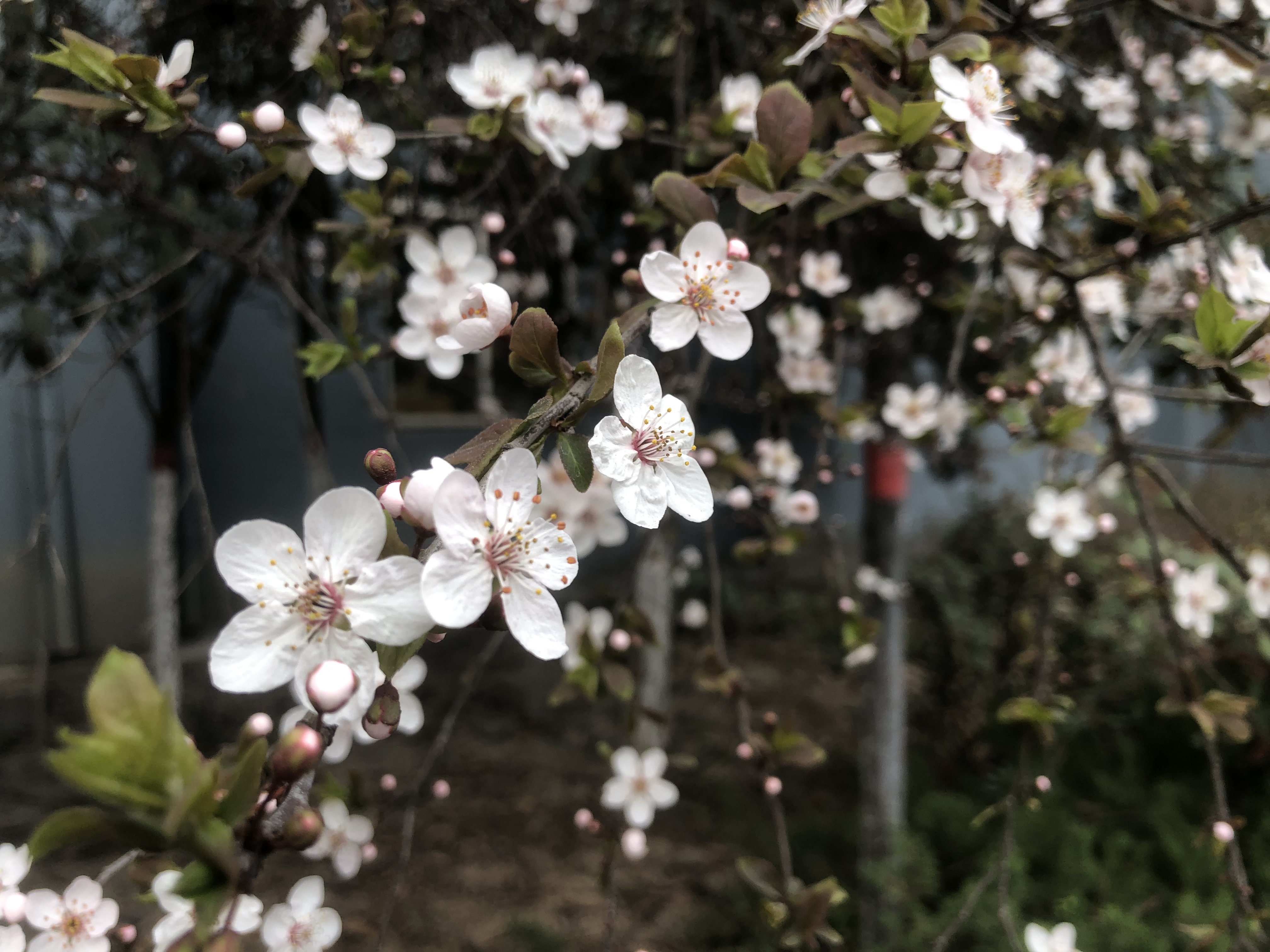 你看,汉钢正成花海 你看,汉钢正成花海
