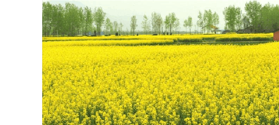 油菜花开 油菜花开