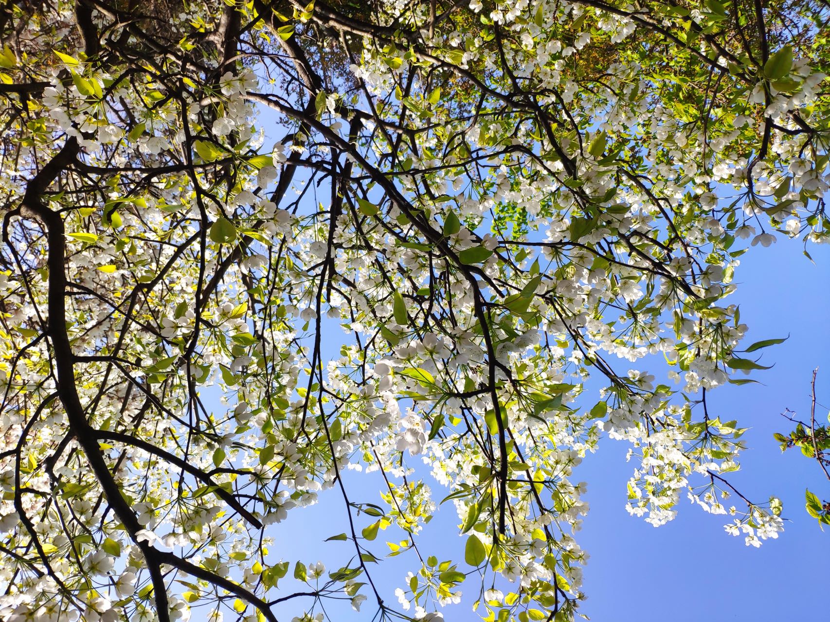 奔赴春的明媚邀约