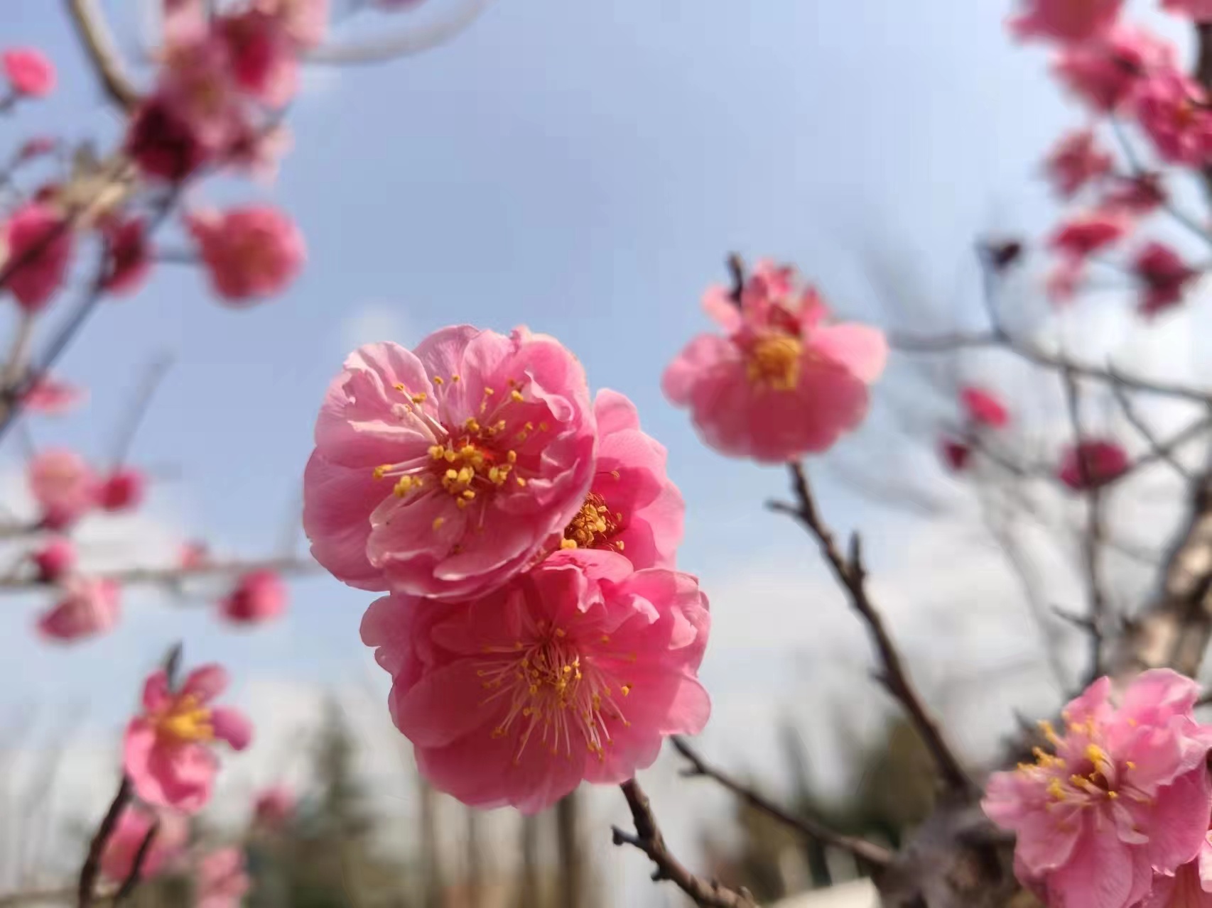 梅开正当时 梅开正当时