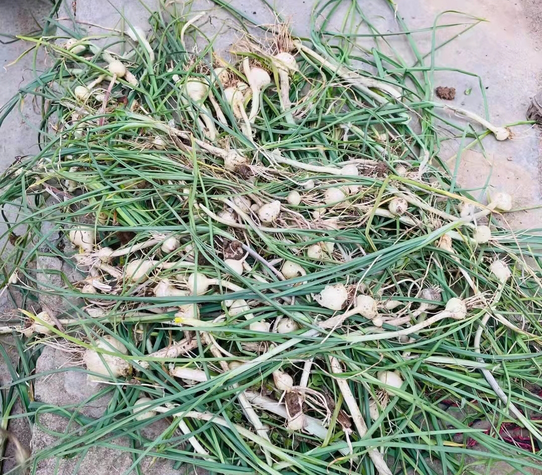 二月小蒜 香死老汉 二月小蒜 香死老汉