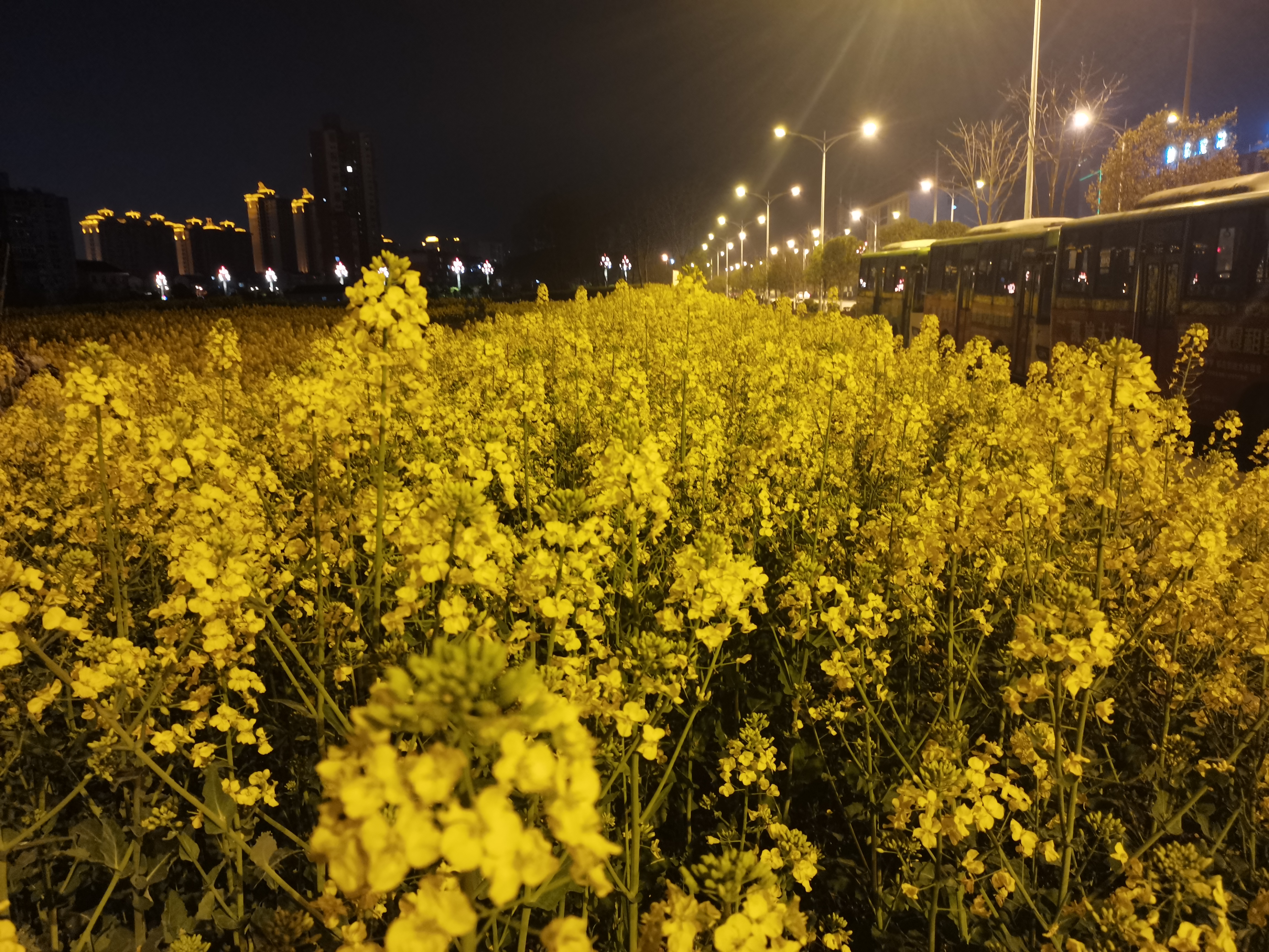 待到下次花黄时,许你一片花如海 ---写给女儿们的一封信 待到下次花黄时,许你一片花如海 ---写给女儿们的一封信