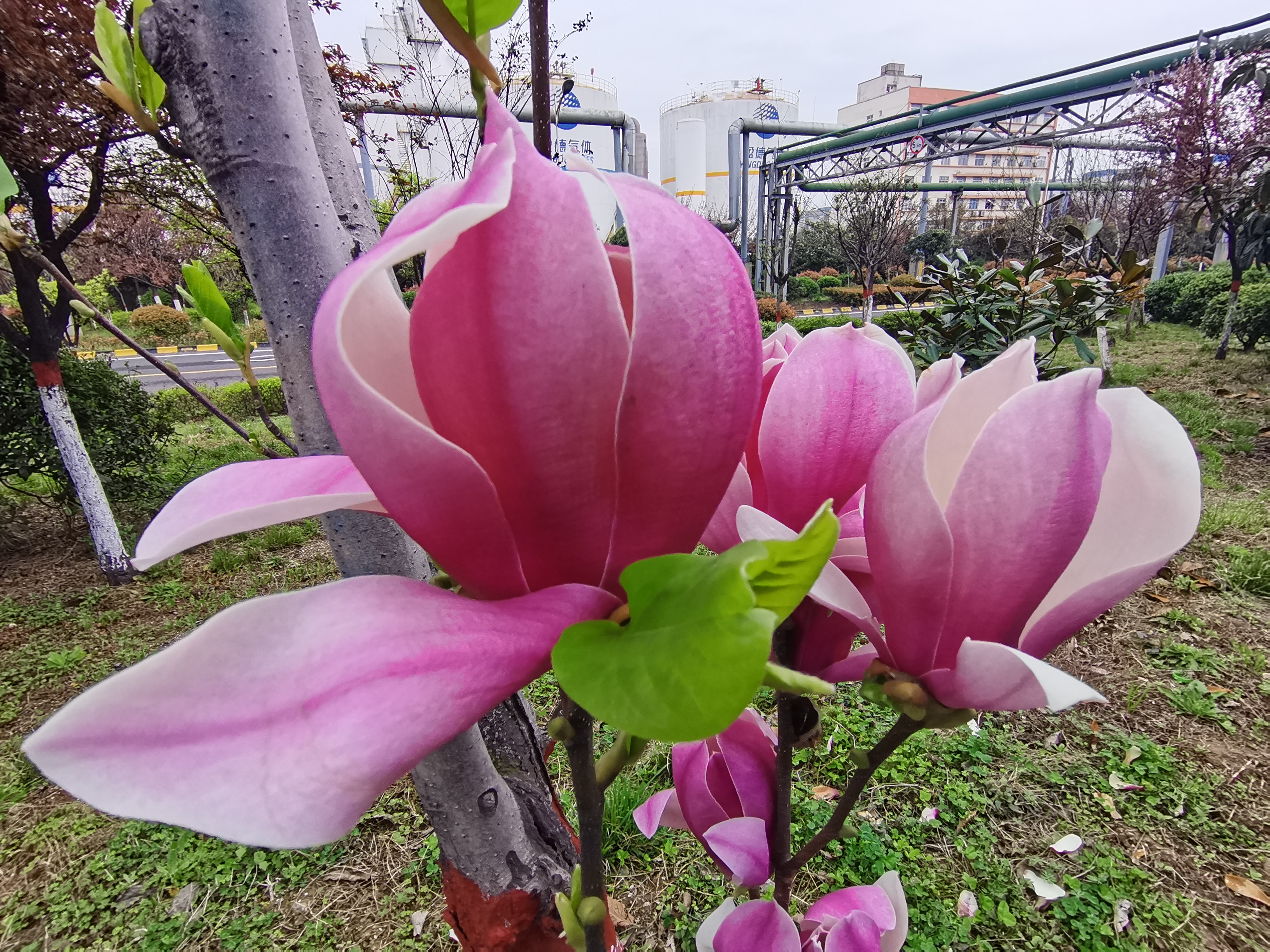 最美不过汉钢春 最美不过汉钢春