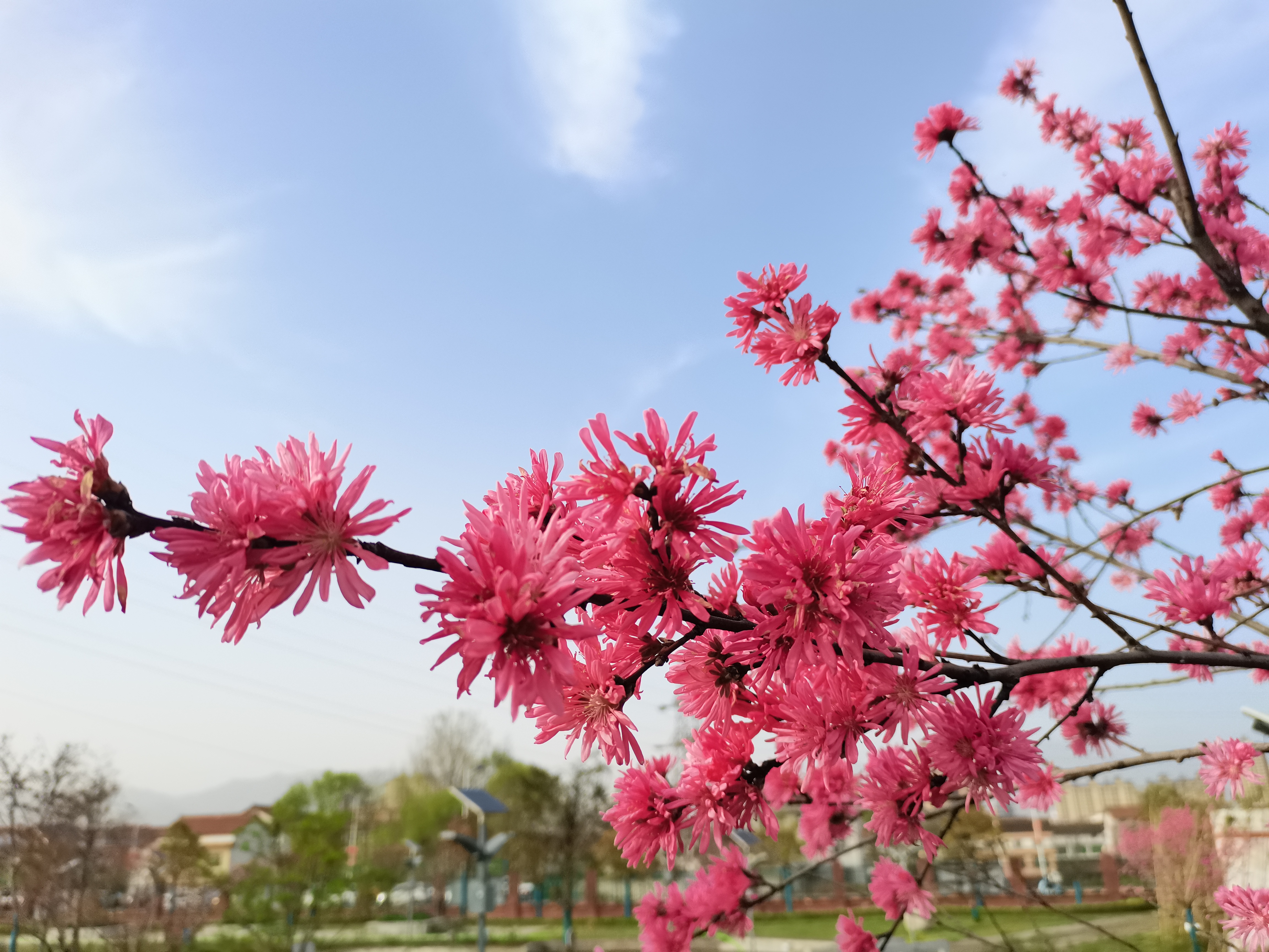 最美不过汉钢春 最美不过汉钢春