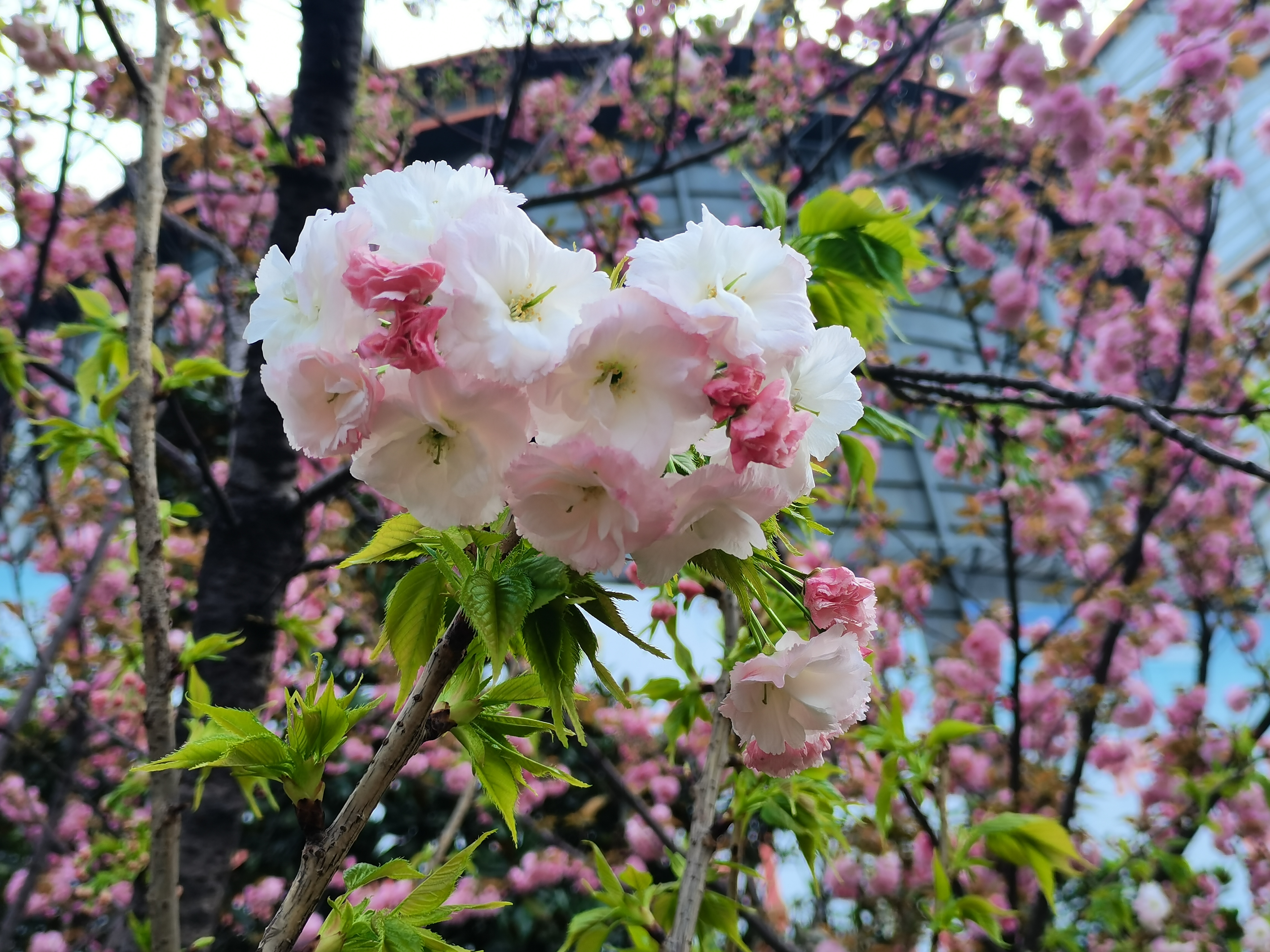 最美不过汉钢春 最美不过汉钢春