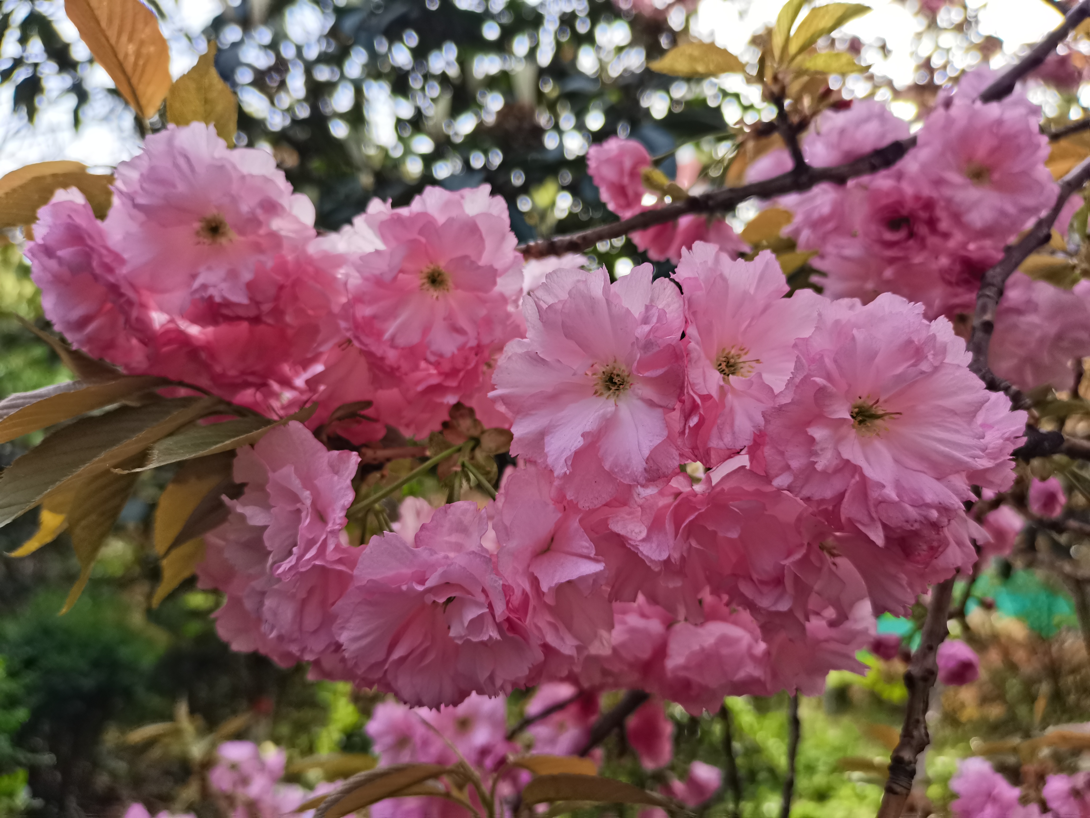 最美不过汉钢春 最美不过汉钢春