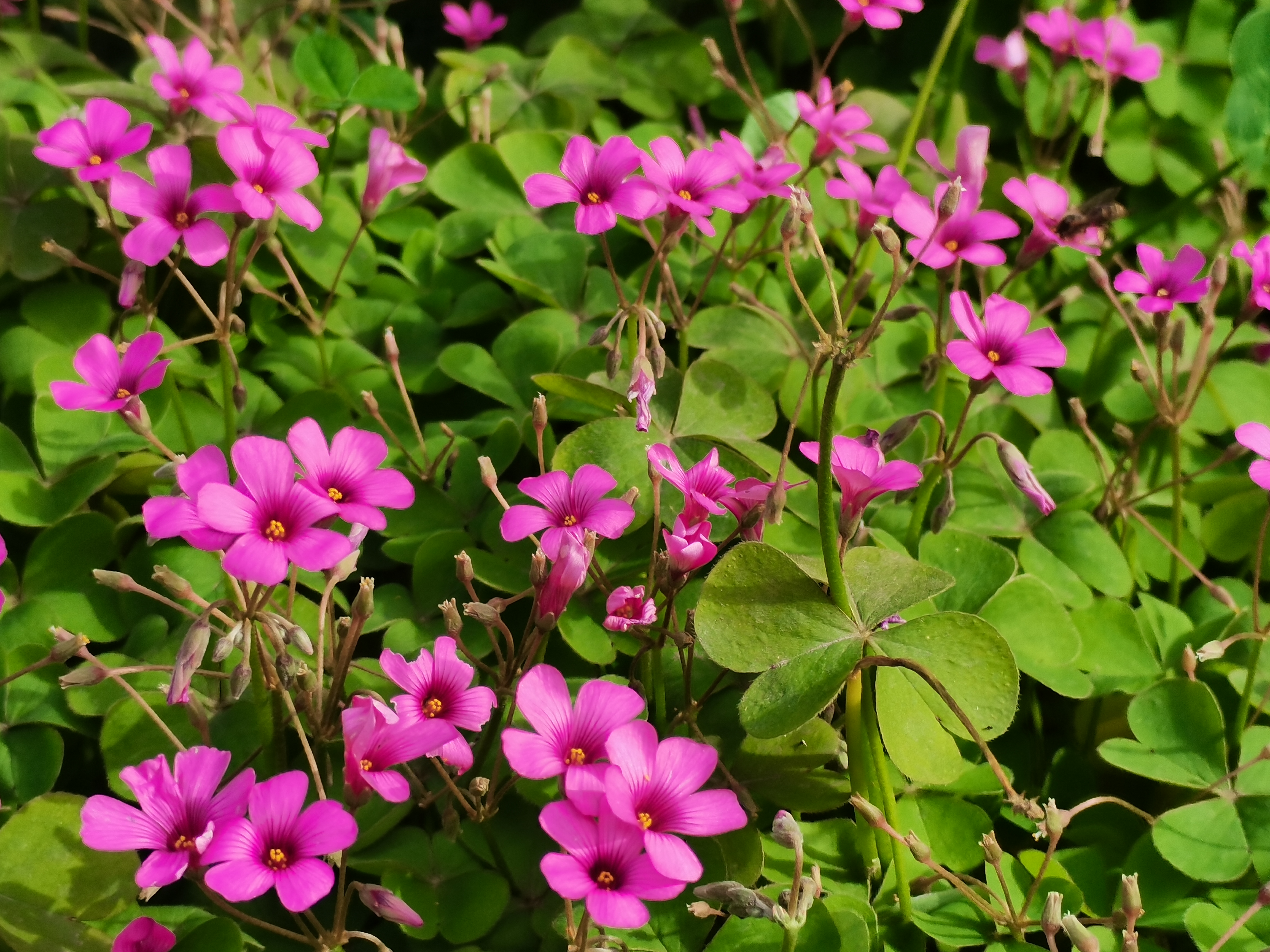 最美不过汉钢春 最美不过汉钢春