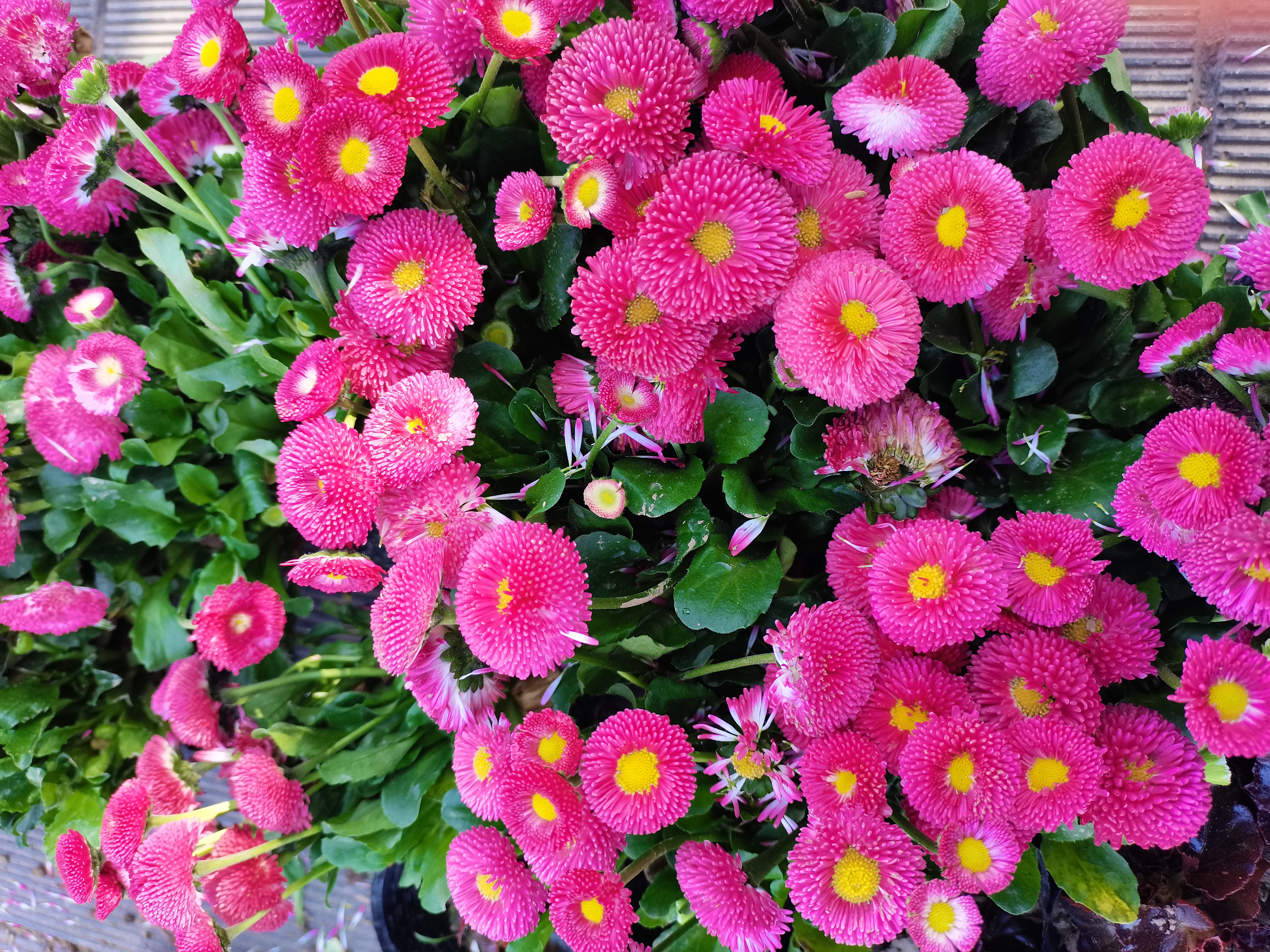 最美不过汉钢春 最美不过汉钢春