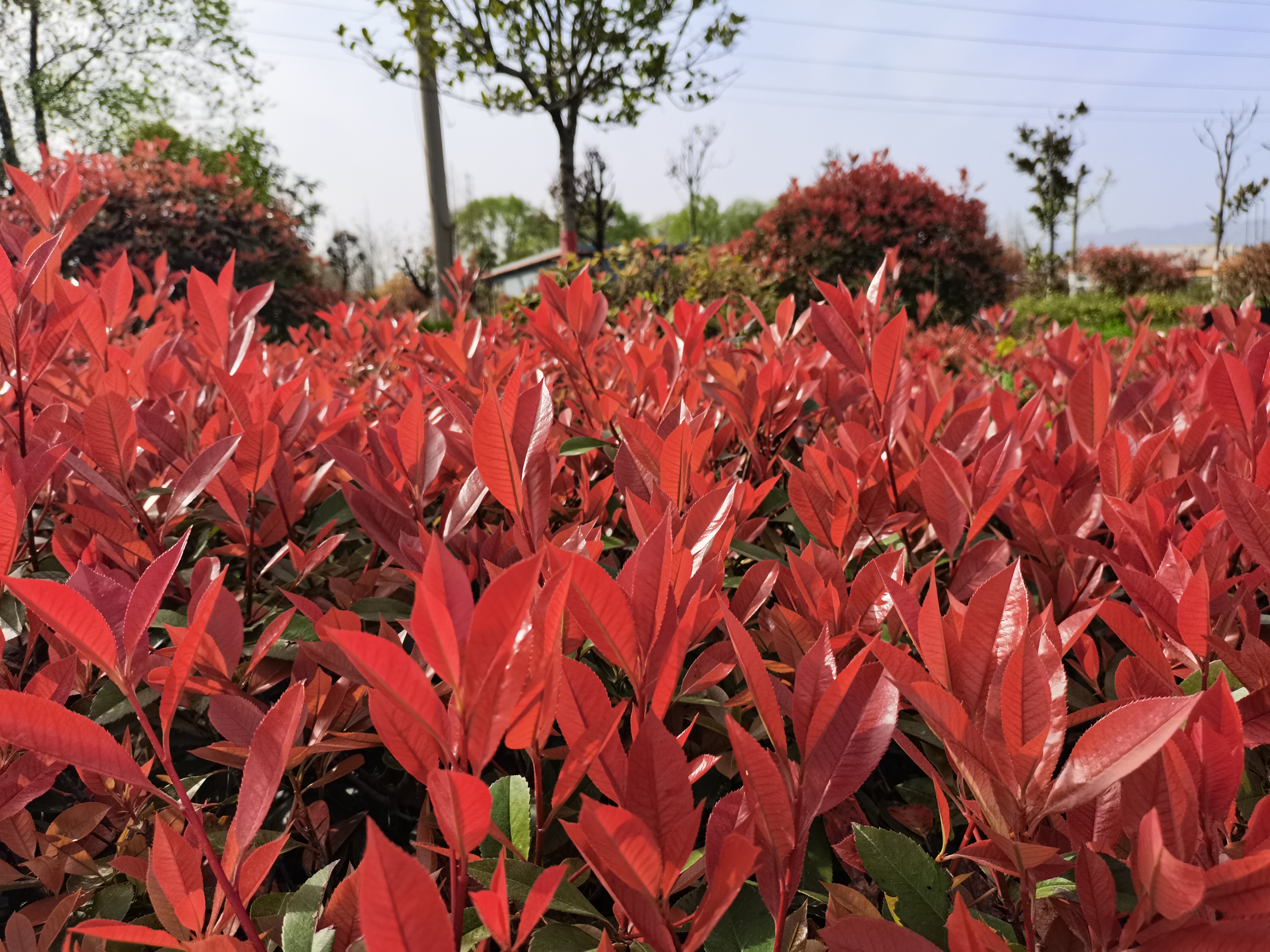 最美不过汉钢春 最美不过汉钢春