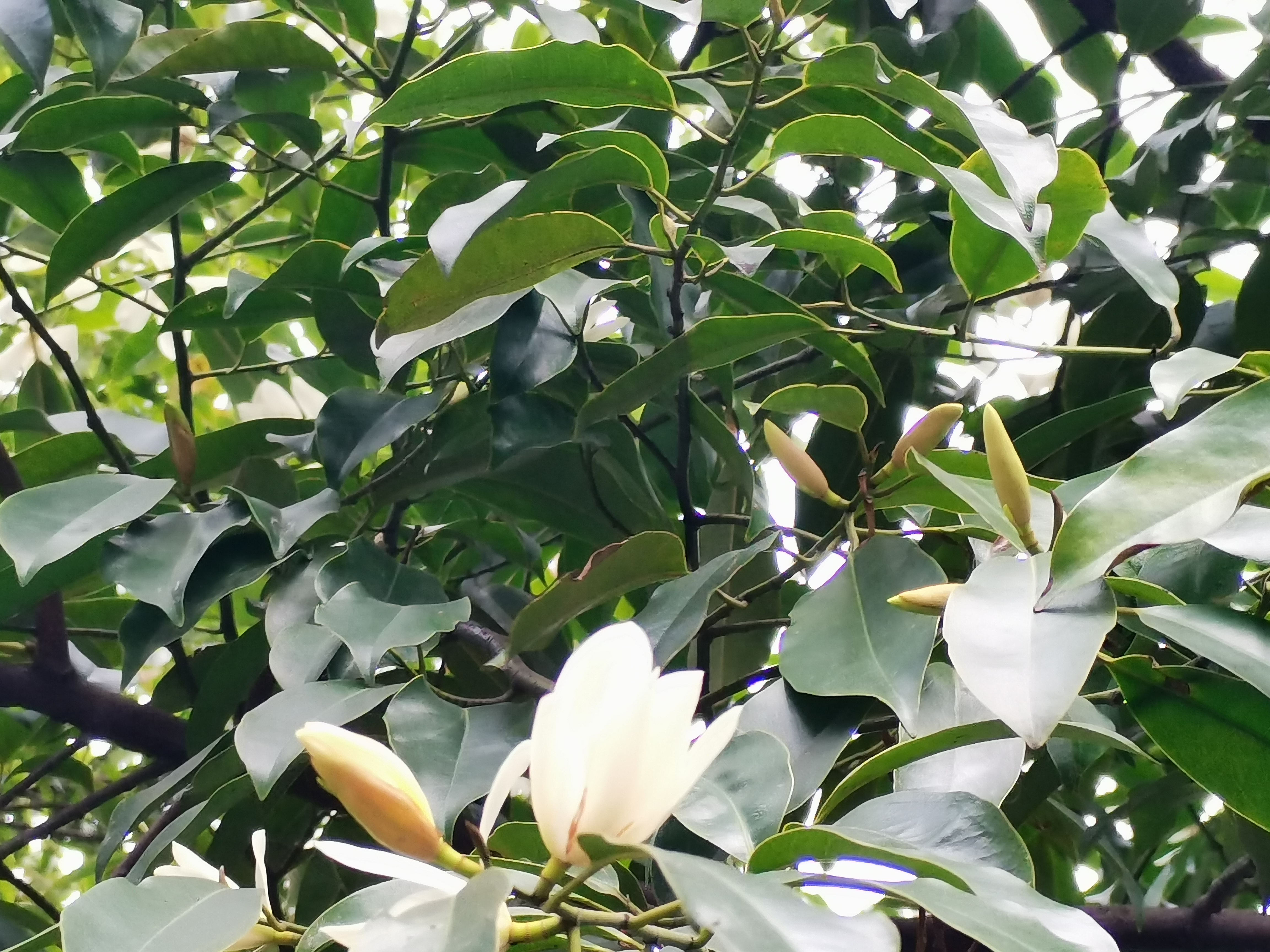 最美不过汉钢春 最美不过汉钢春