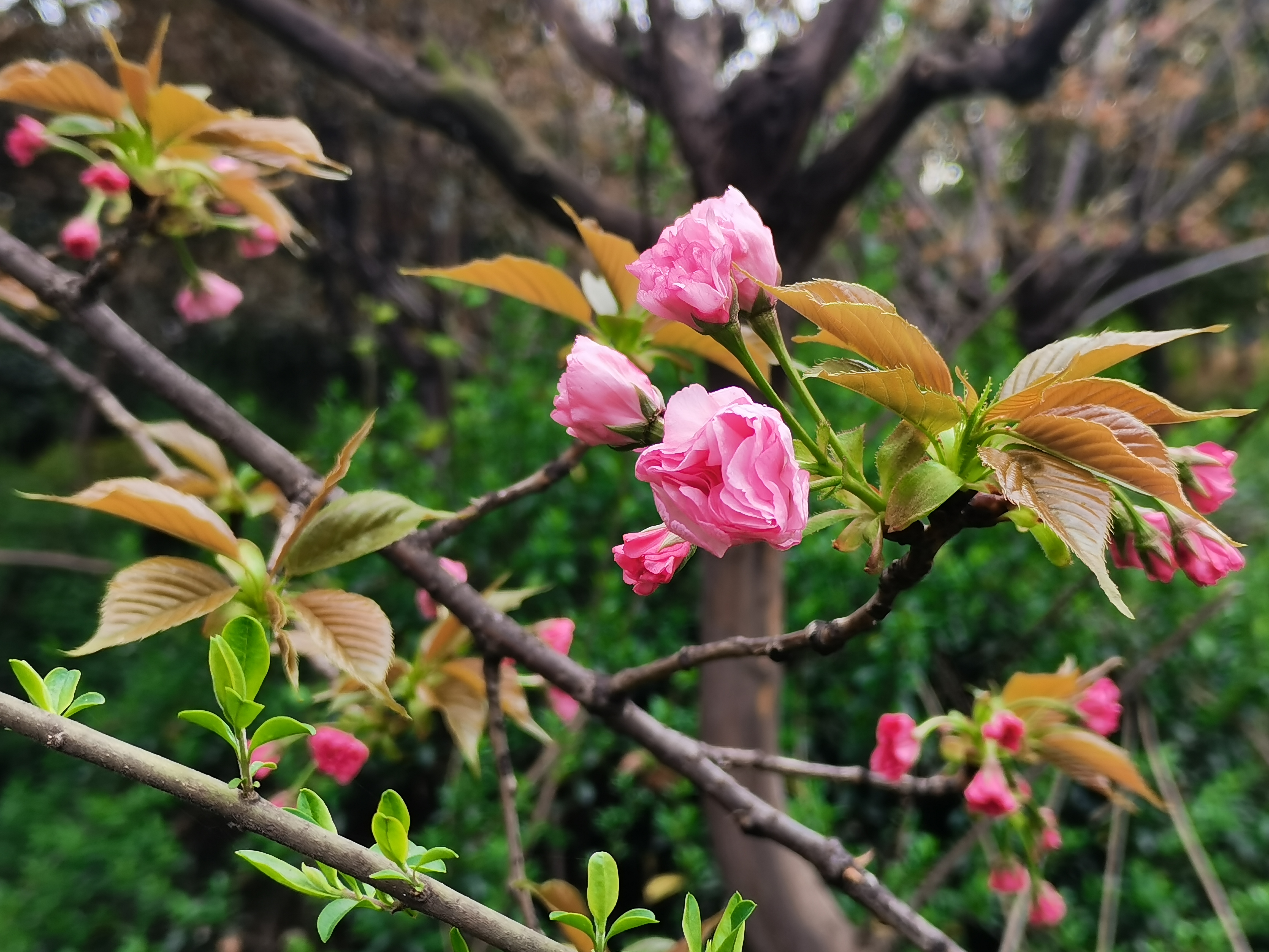 最美不过汉钢春 最美不过汉钢春