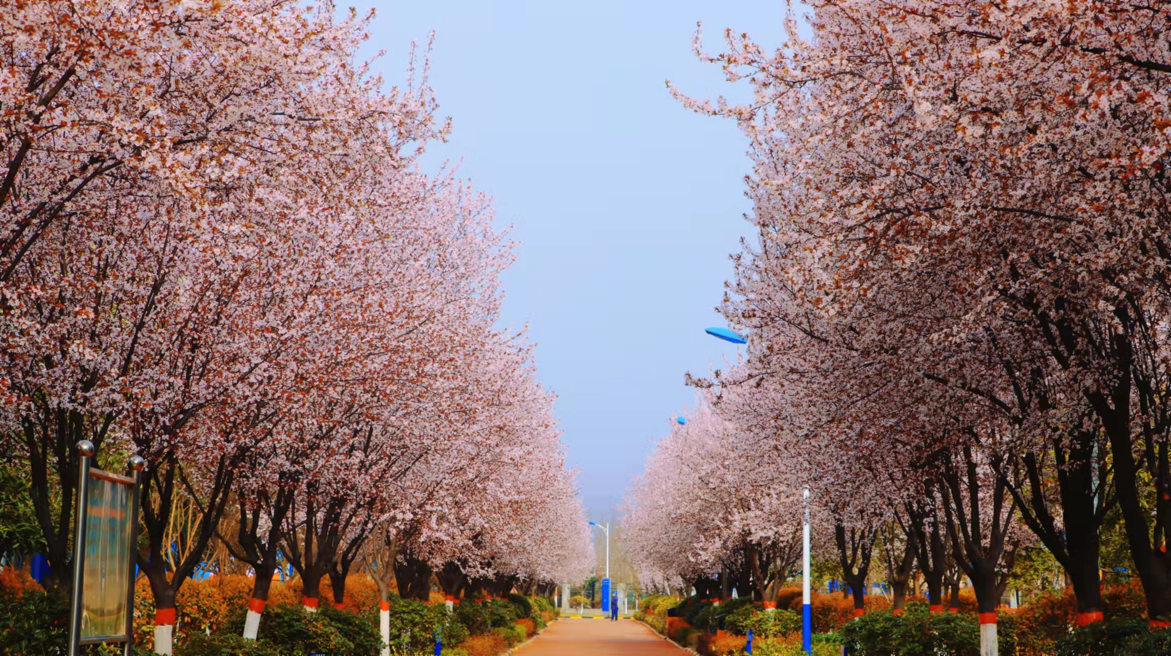 最美不过汉钢春 最美不过汉钢春