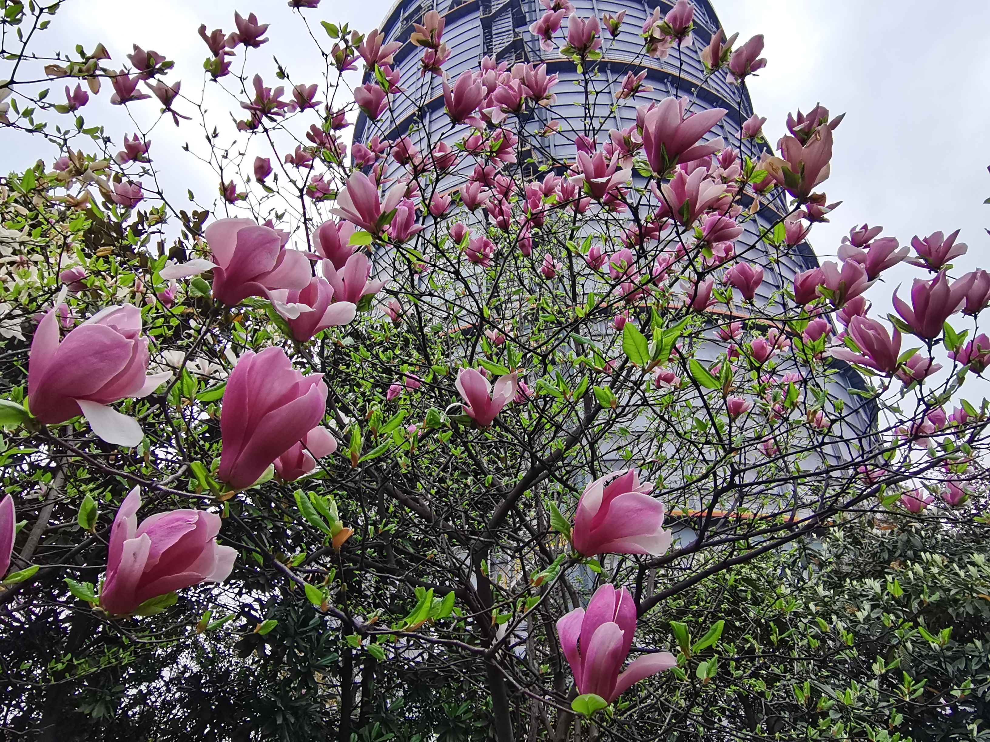 最美不过汉钢春 最美不过汉钢春