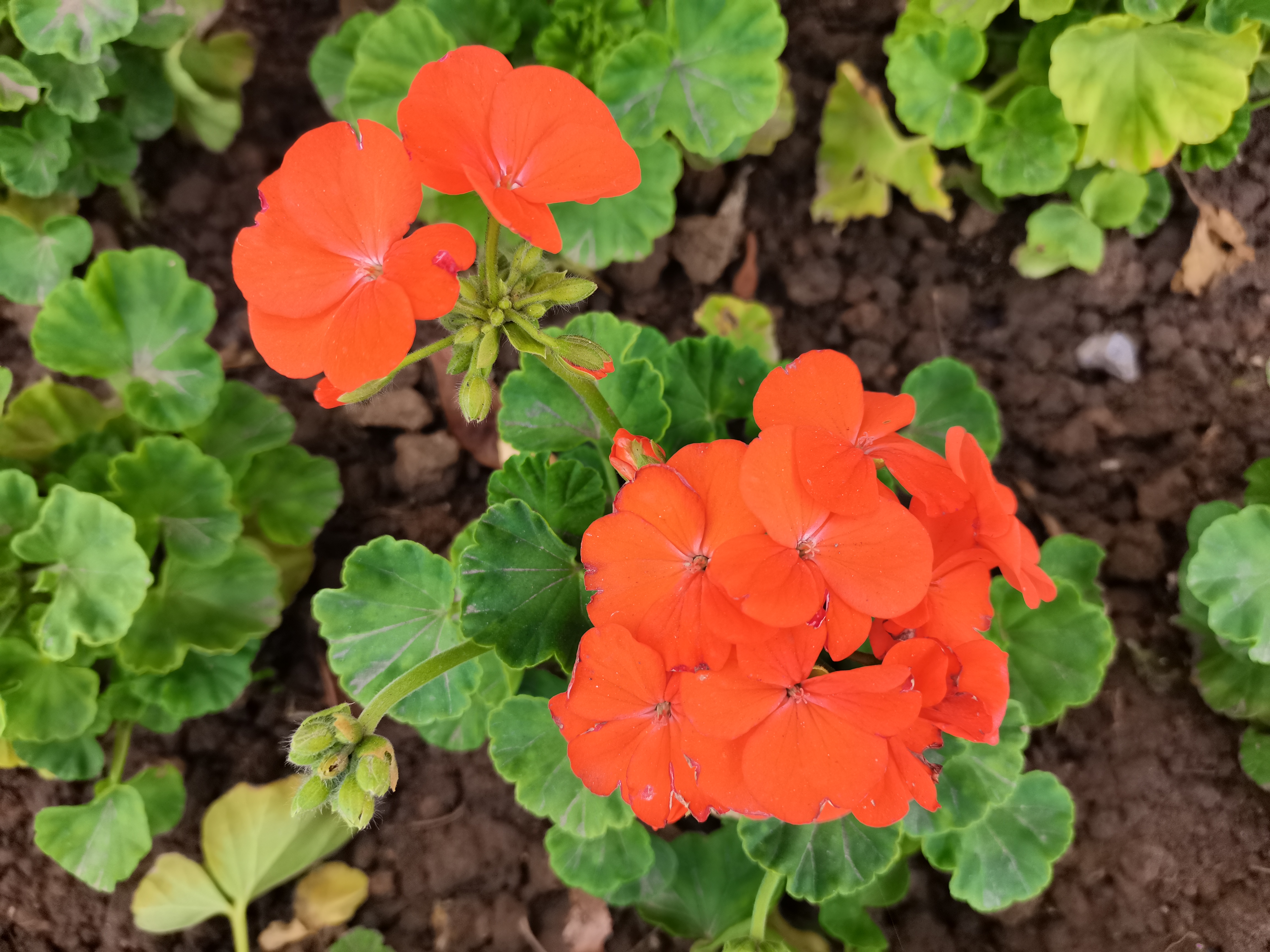 最美不过汉钢春 最美不过汉钢春