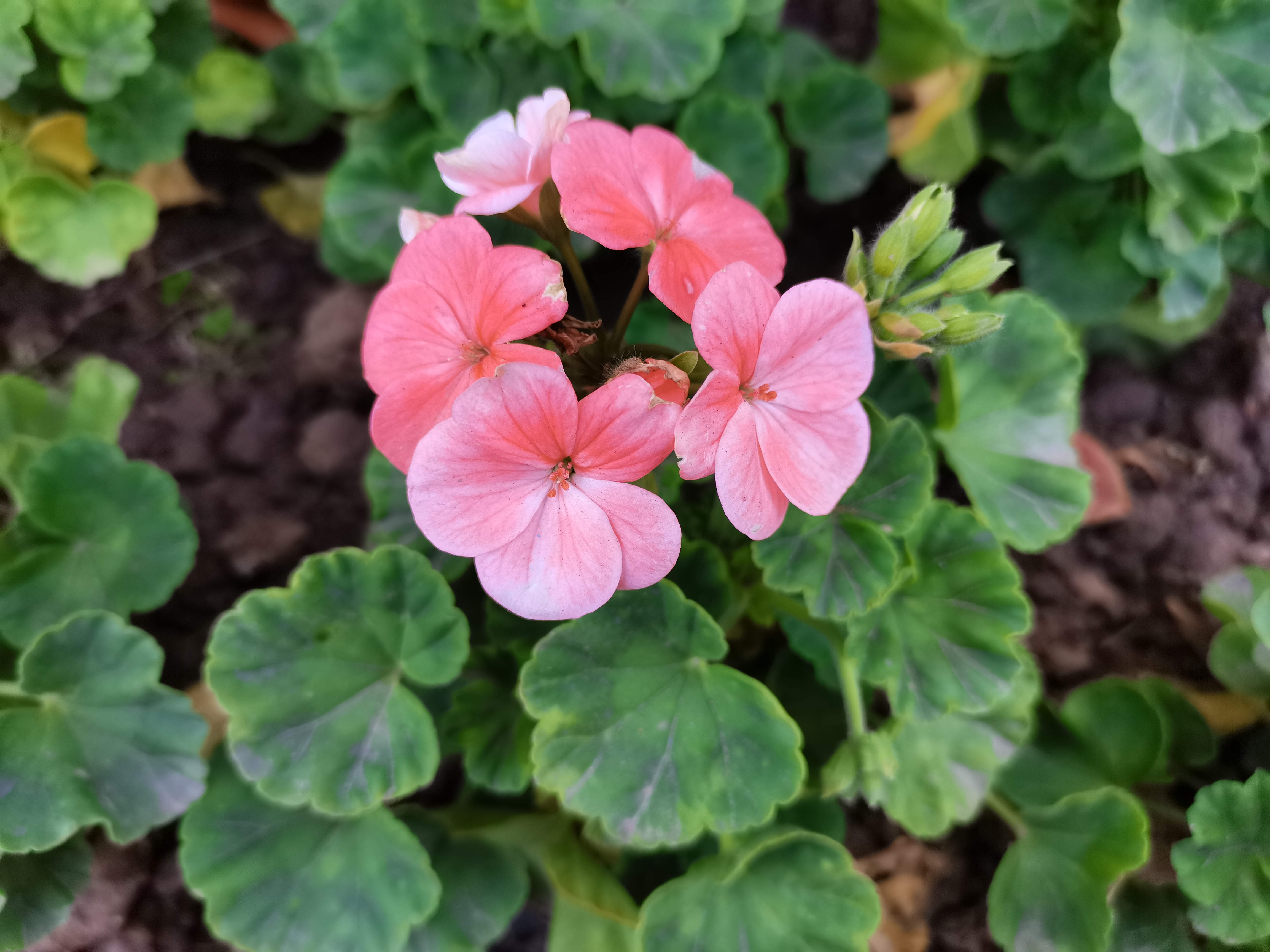 最美不过汉钢春 最美不过汉钢春